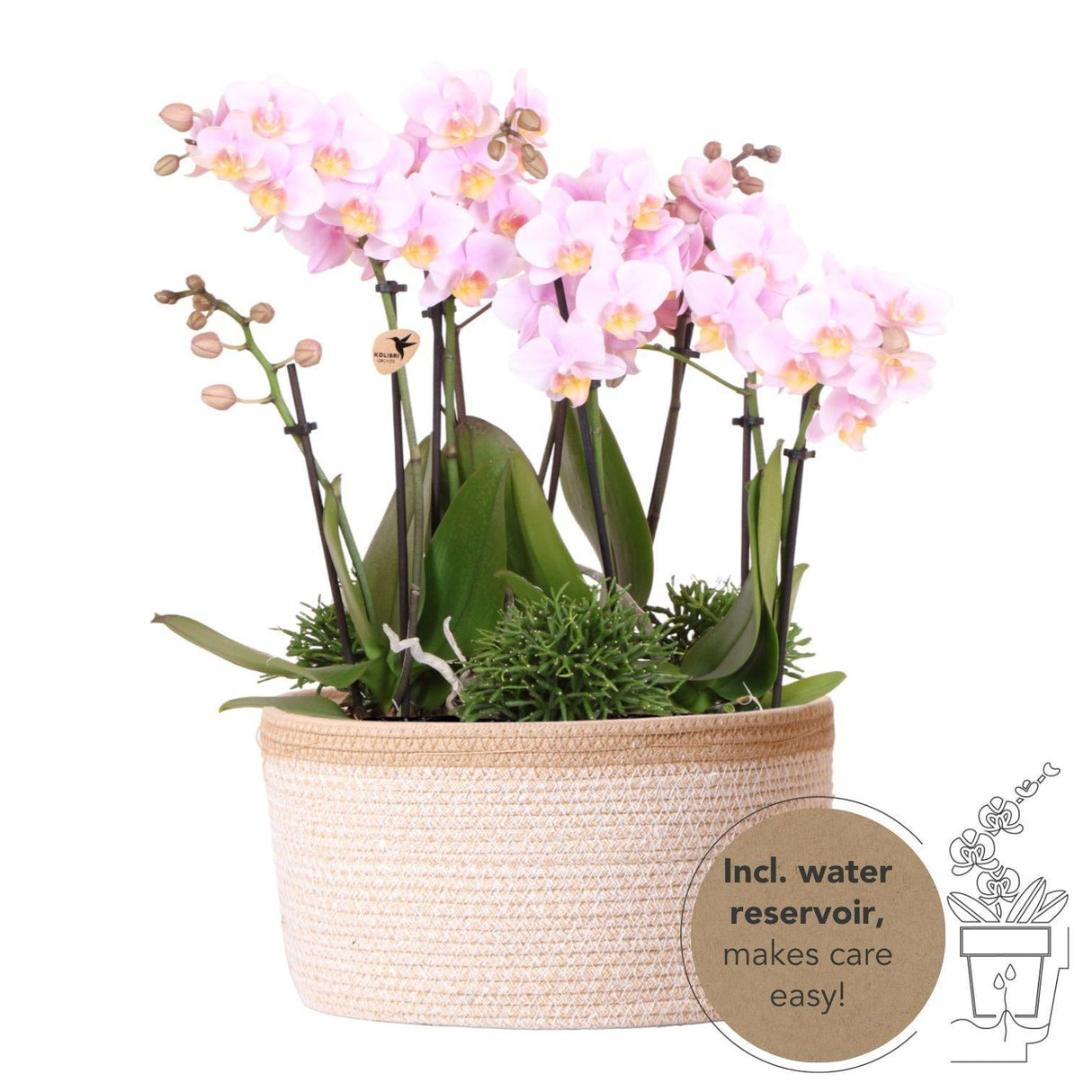 Livraison plante Panier de coton avec 3 orchidées roses et 3 Rhipsalis