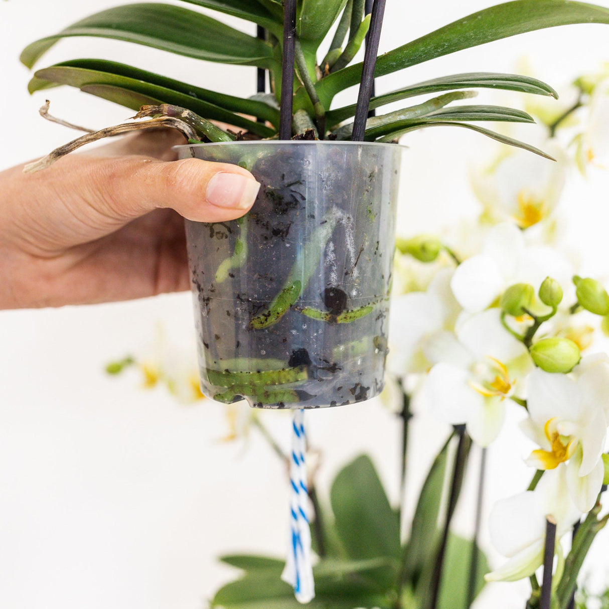 Livraison plante Panier en coton avec 3 orchidées blanches et arrosage intégré