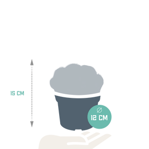 Livraison plante Parodia Warasii - cactus d'intérieur