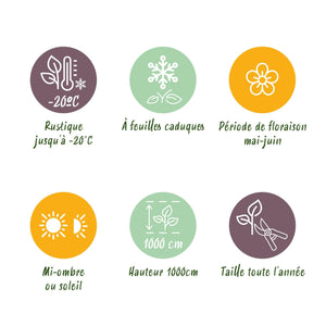 Livraison plante Parthenocissus Engelmannii – Lot de 2 – Pot 11 cm