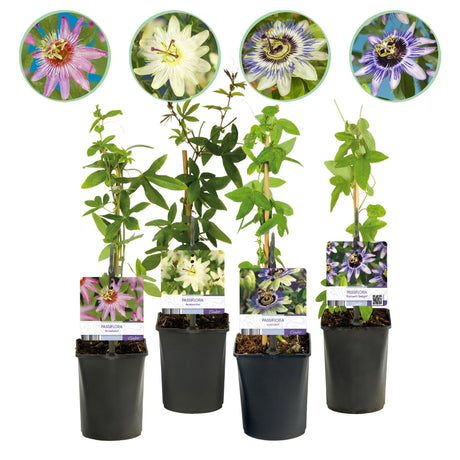 Livraison plante Passiflora Rainbow – Lot de 4 – Pot 11 cm – Hauteur 40 cm