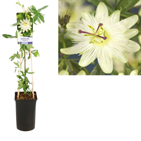 Livraison plante Passiflore avalanche d17cm h75cm