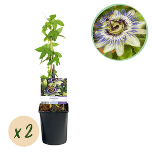 Livraison plante Passiflore caerulea – Lot de 2 – Pot 11 cm – Hauteur 40 cm