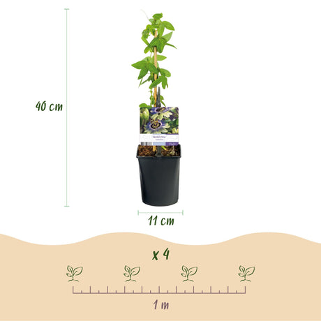 Livraison plante Passiflore caerulea – Lot de 2 – Pot 11 cm – Hauteur 40 cm