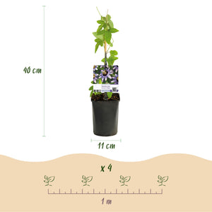 Livraison plante Passiflore Damsel's Delight – Lot de 2 – Pot 11 cm