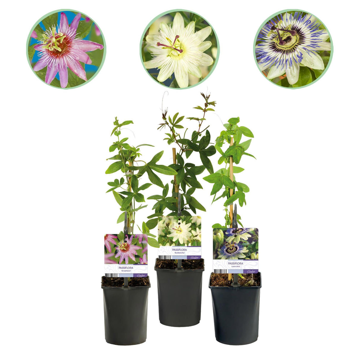 Livraison plante Passiflore Tricolore – Lot de 3 – Pot 11 cm – Hauteur 40 cm