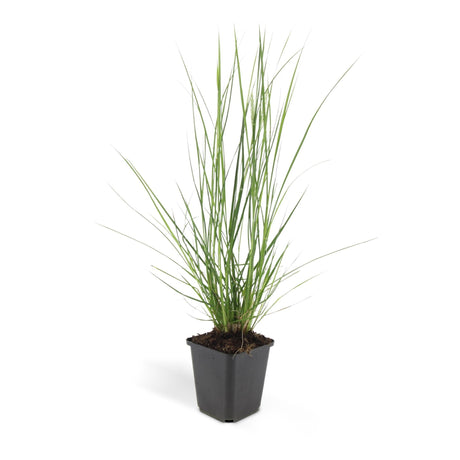 Livraison plante Pennisetum alopecuroides 'Hameln'