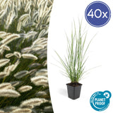 Livraison plante Pennisetum alopecuroides Hameln