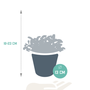 Livraison plante Peperomia 'graveolens' et son cache - pot blanc