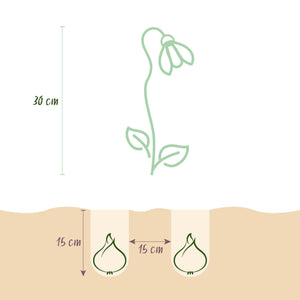 Livraison plante Perce - neige d'été Leucojum aestivum – Lot de 20 bulbes