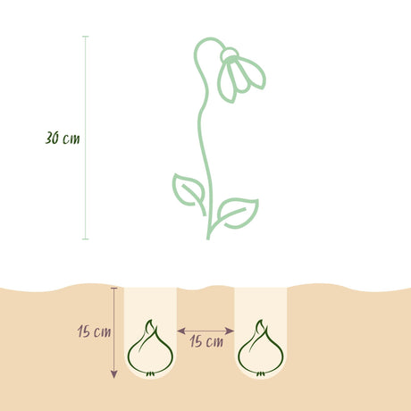 Livraison plante Perce - neige d'été Leucojum aestivum – Lot de 20 bulbes