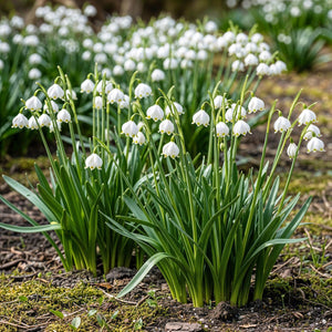 Livraison plante Perce - neige d'été Leucojum aestivum – Lot de 20 bulbes