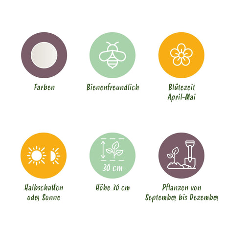 Livraison plante Perce - neige d'été Leucojum aestivum – Lot de 20 bulbes