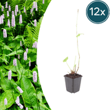 Livraison plante Persicaire blanche