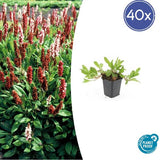 Livraison plante Persicaria Darjeeling Rouge