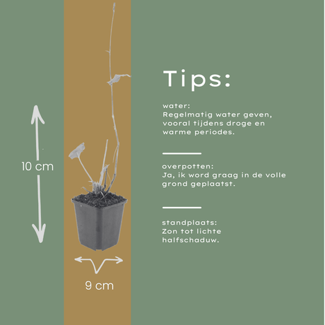 Livraison plante persicaria suberba