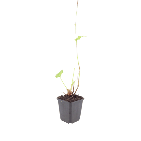 Livraison plante Persicaria superba