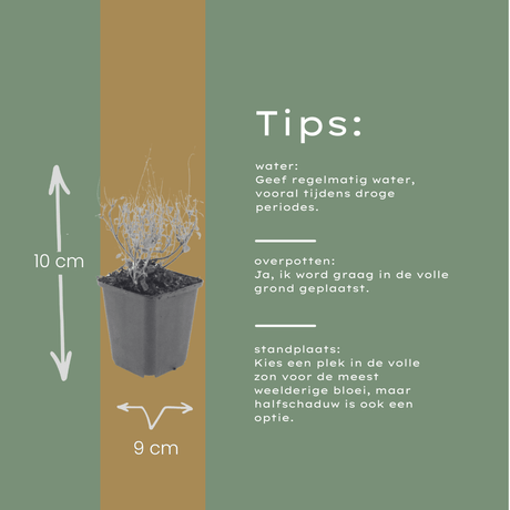 Livraison plante Petit calament