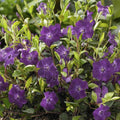 Petite Pervenche (Vinca minor) 'Atropurpurea'