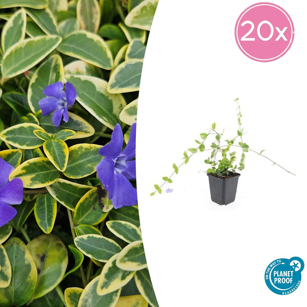 Livraison plante Petite Pervenche 'Blue and Gold'