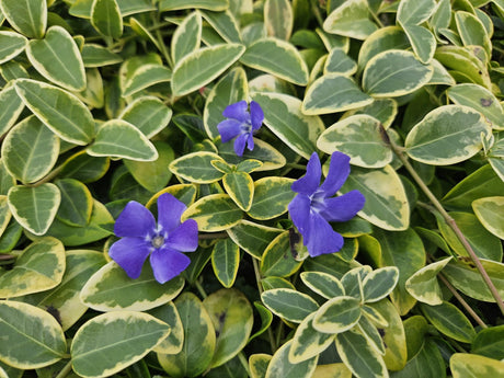 Livraison plante Petite Pervenche 'Blue and Gold'