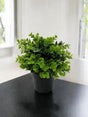 Livraison plante Petite plante verte - Plante d'extérieur artificielle en pot