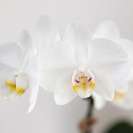 Livraison plante Phalaenopsis Amabilis blanche en pot Painted Stripe bleu