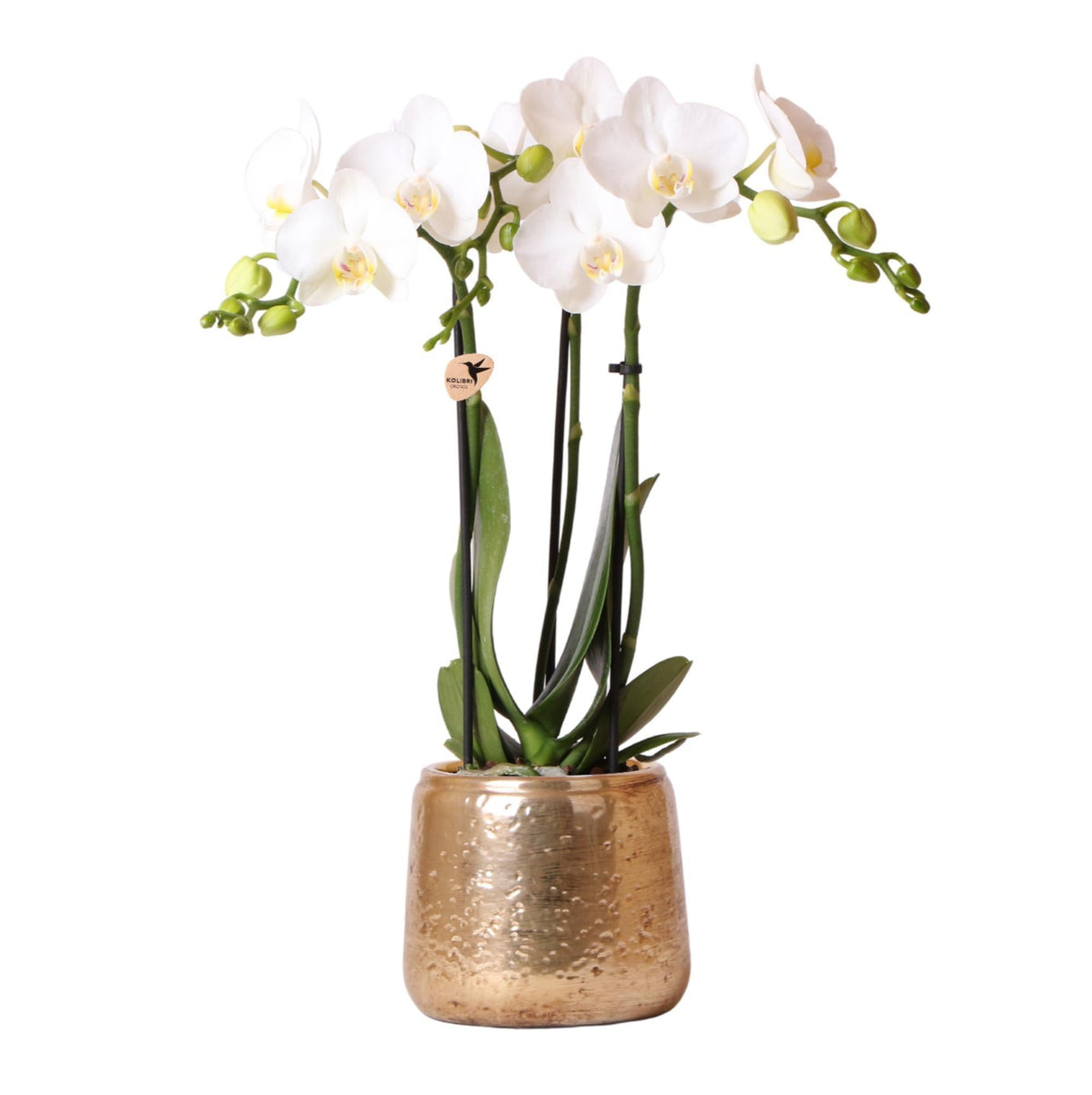 Livraison plante Phalaenopsis Amabilis en pot luxueux doré