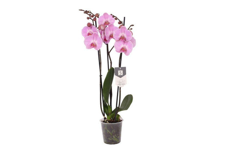 Livraison plante Phalaenopsis Elion