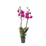 Livraison plante Phalaenopsis Joyride orchidée