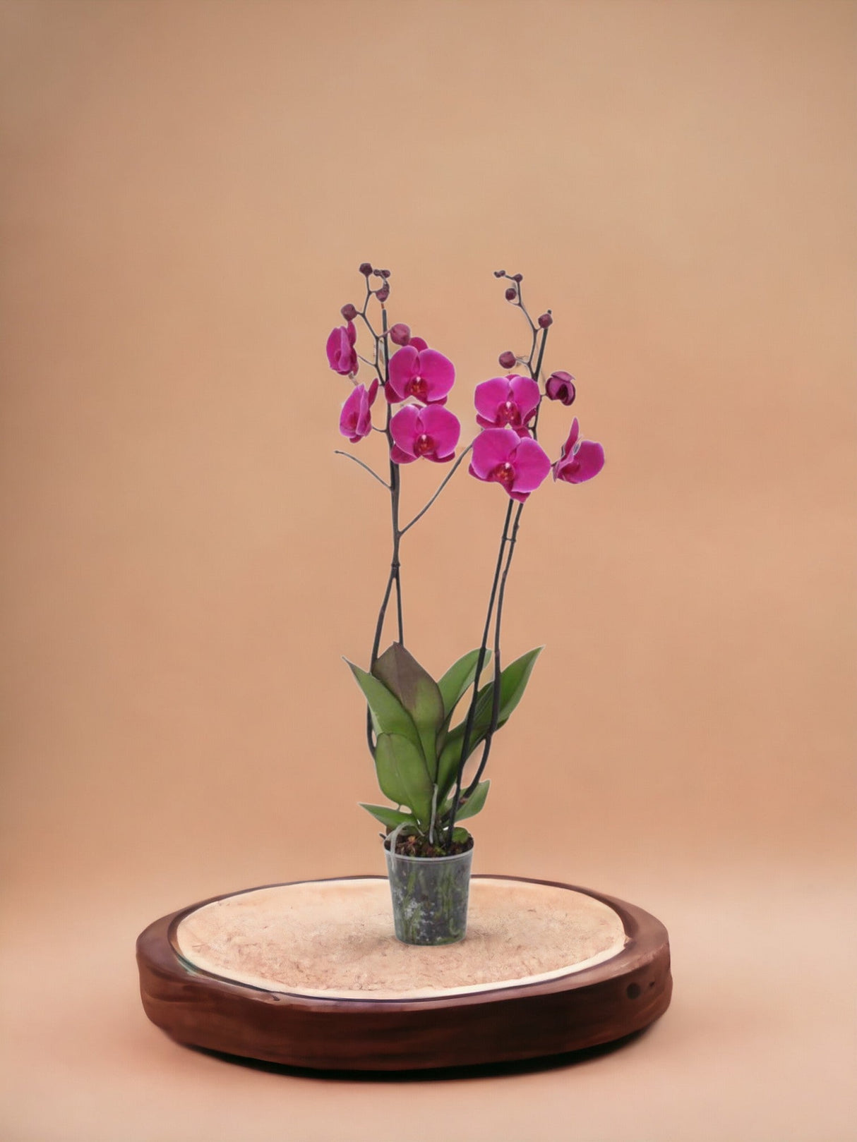 Livraison plante Phalaenopsis Joyride orchidée