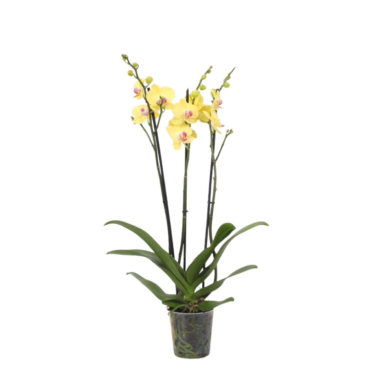 Livraison plante Phalaenopsis Lime Light - orchidée citron