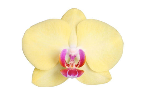 Livraison plante Phalaenopsis Lime Light - orchidée citron