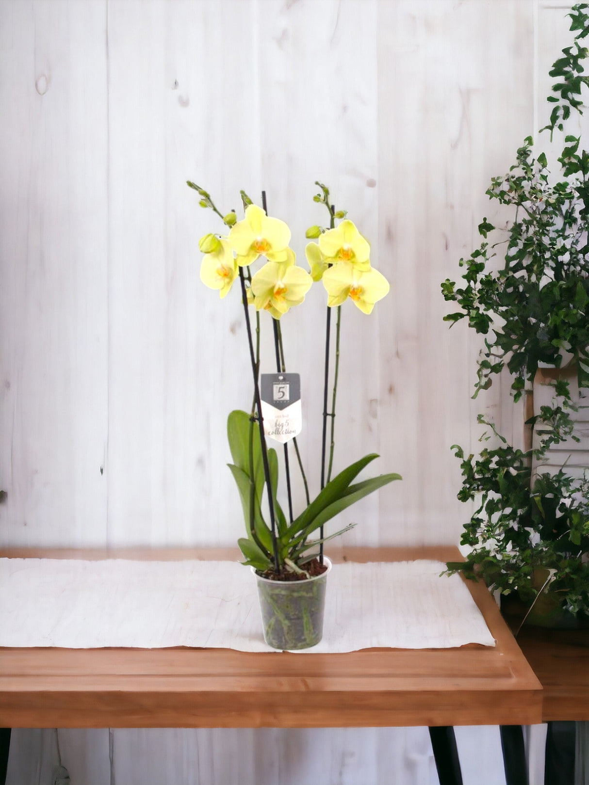 Livraison plante Phalaenopsis Lime Light - orchidée citron