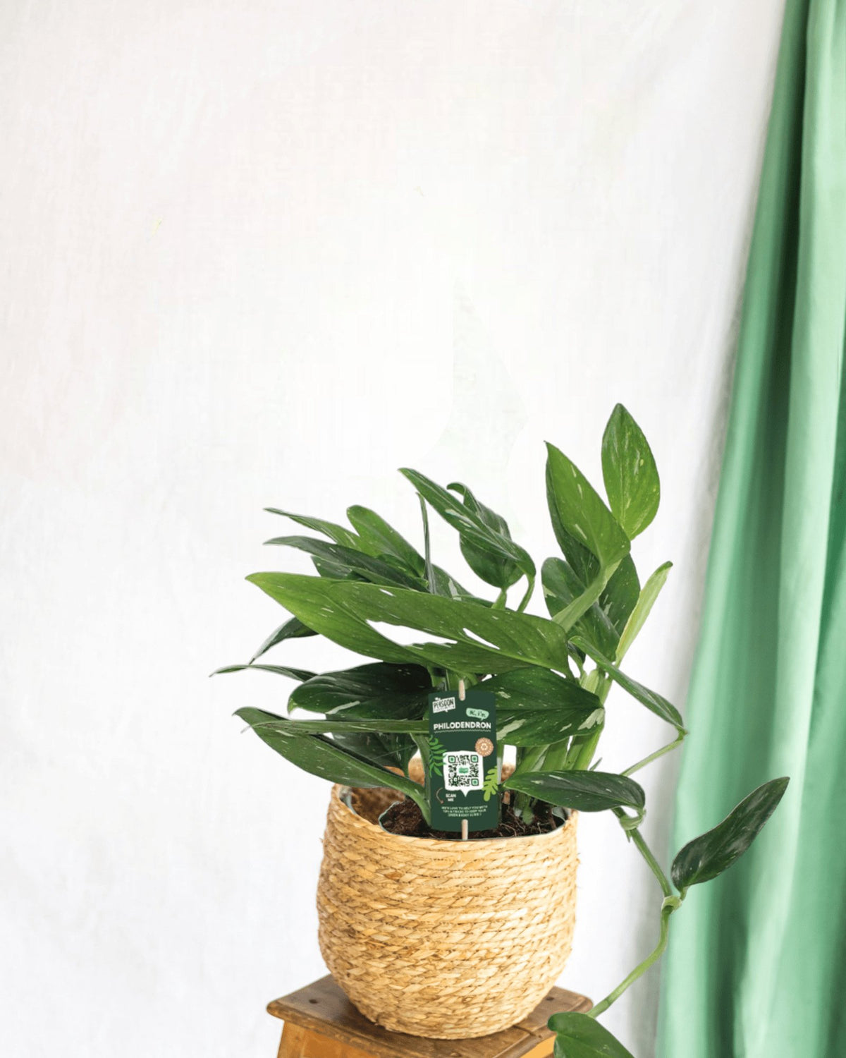 philodendron cobra entretien Philodendron Cobra