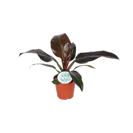 Livraison plante Philodendron Imperial Red
