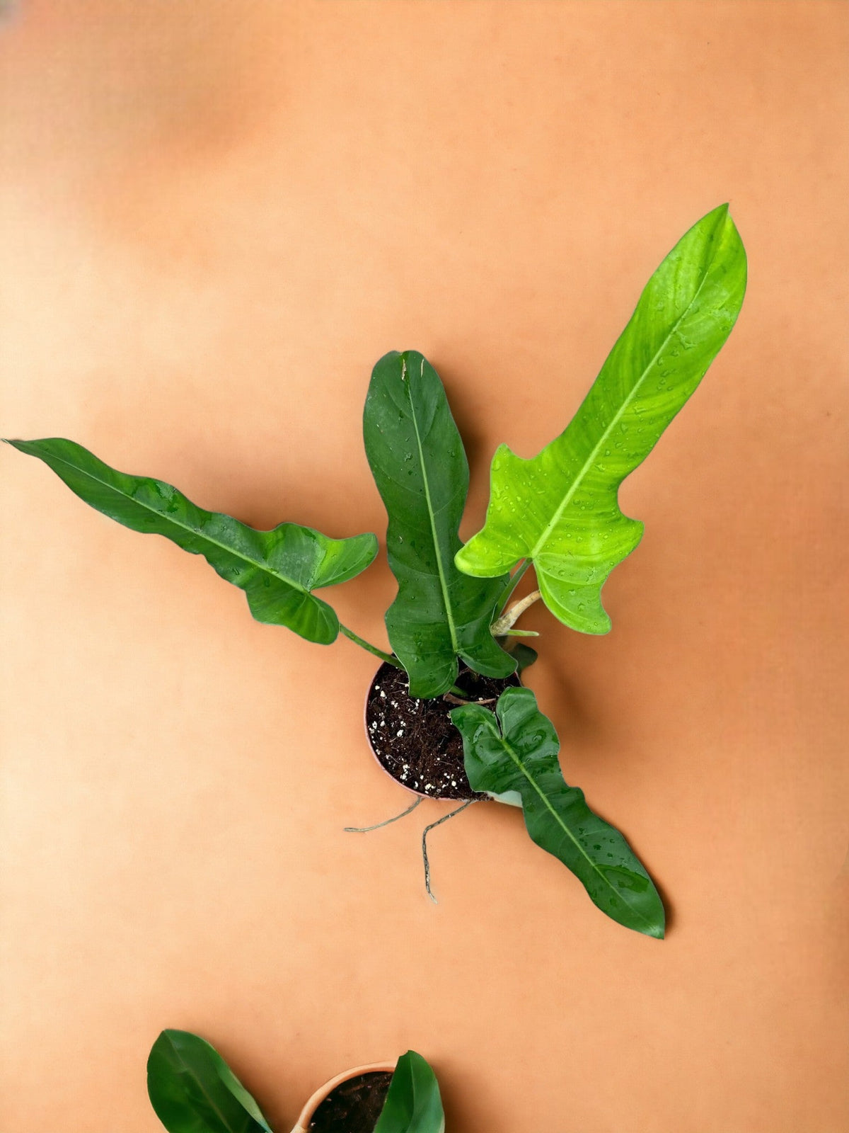 jerry horne philodendron Philodendron Jerry Horne