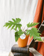 Livraison plante Philodendron Mayoi