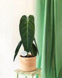 Livraison plante Philodendron Melanochrysum