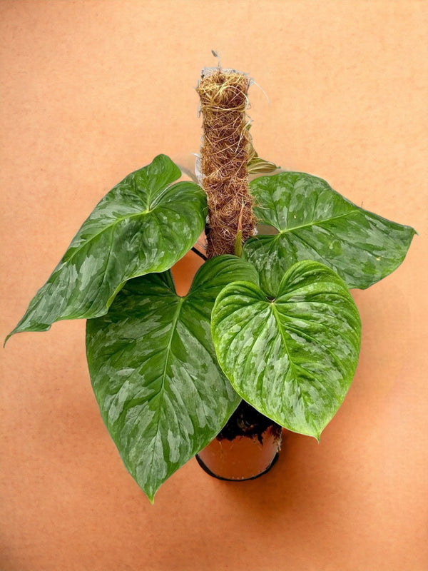 Livraison plante Philodendron P Majestic