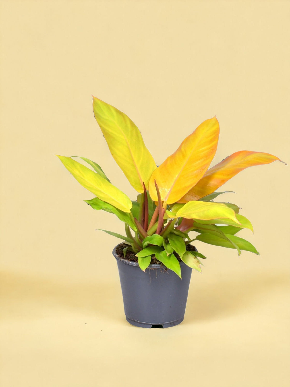 philodendron prince of orange entretien Philodendron Prince Of Orange