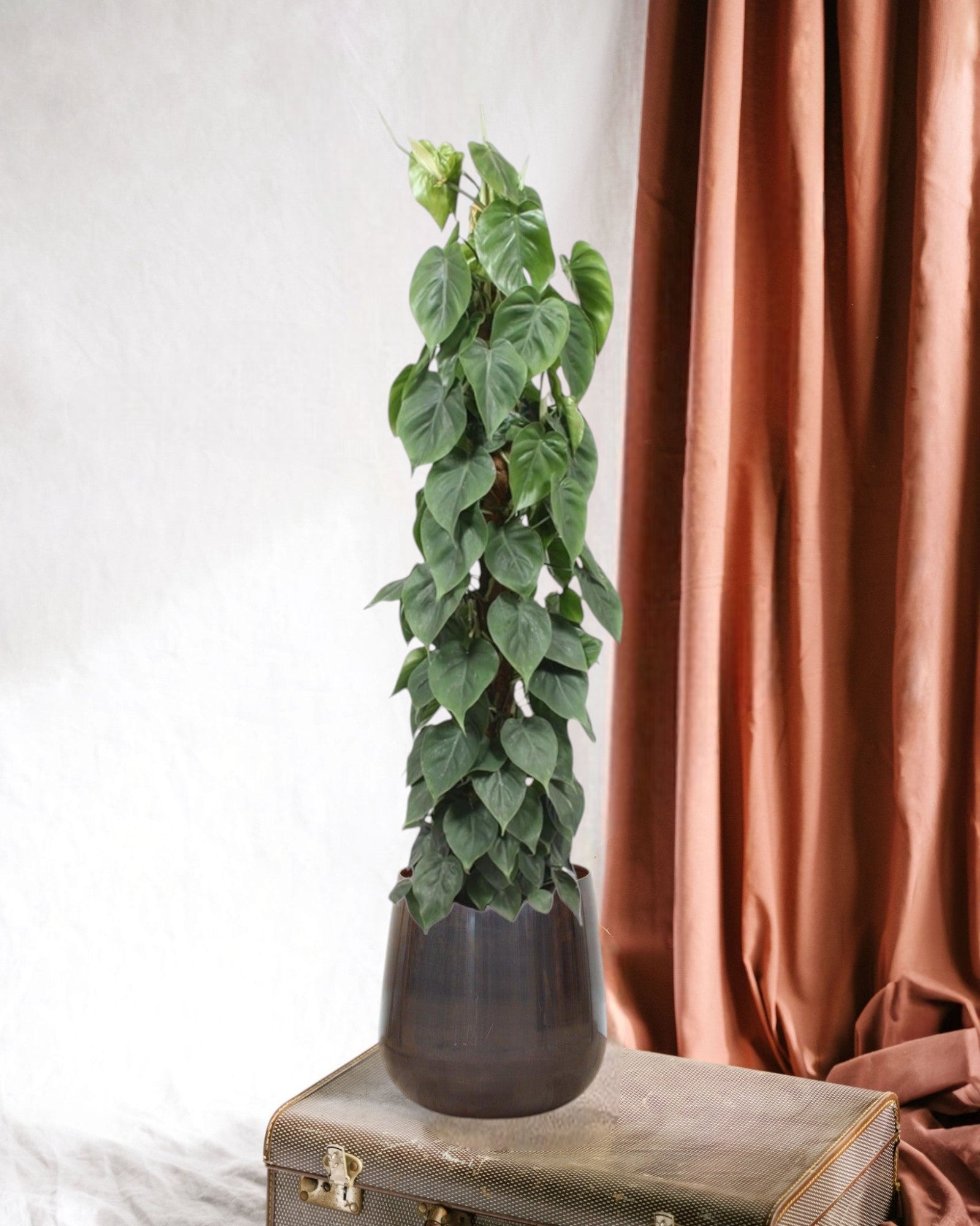 Philodendron Scandens En Pot Suspendu 15cm - Plante Grimpante Dépolluante | Green