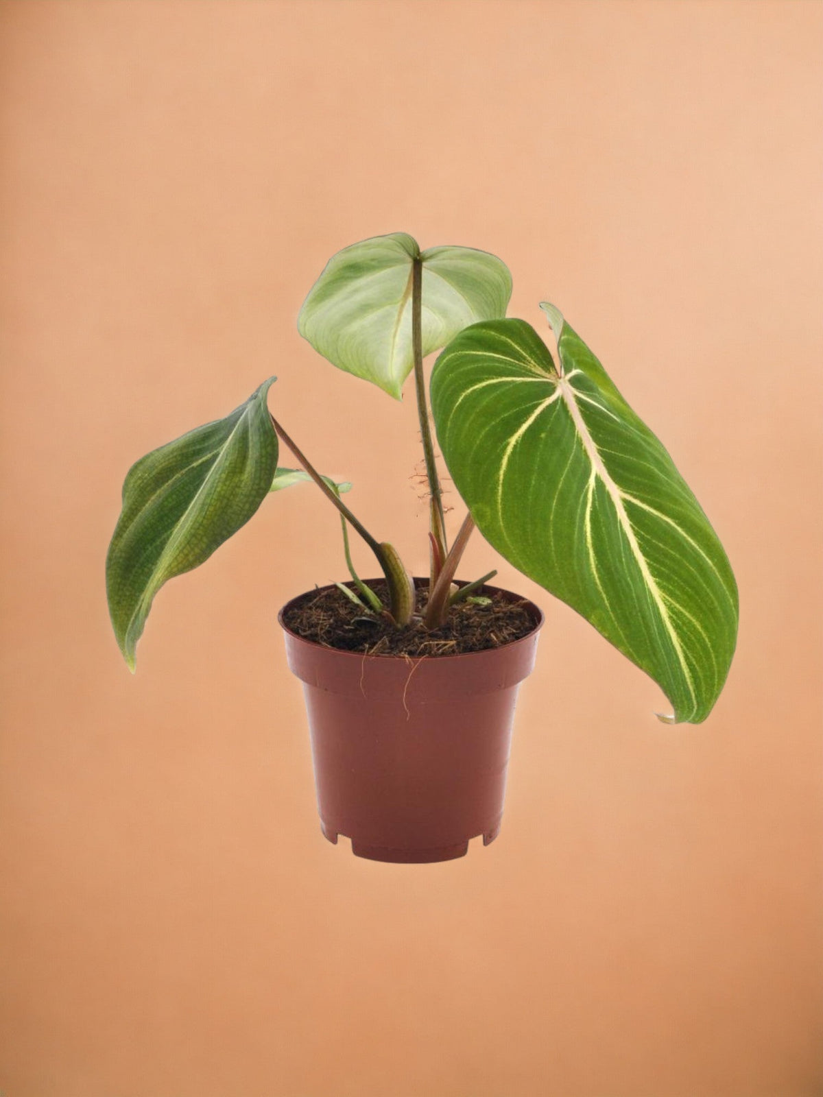 philodendron atom entretien Philodendron Selloum Atom