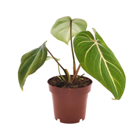 Livraison plante Philodendron Selloum Atom