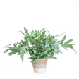 Livraison plante Phlebodium Aureum 'Blue Star' et son pot