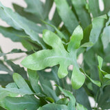 Livraison plante Phlebodium Aureum 'Blue Star' et son pot