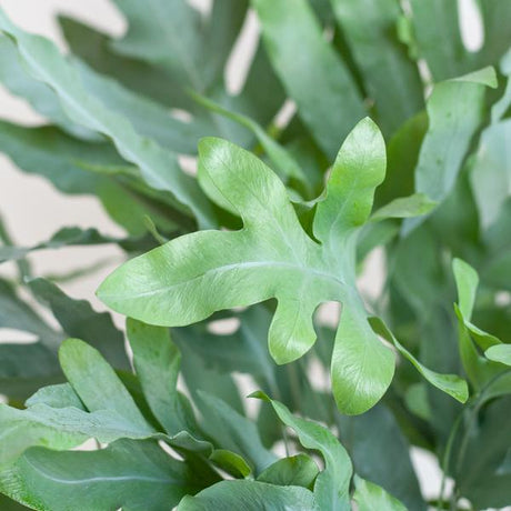 Livraison plante Phlebodium Aureum 'Blue Star' et son pot
