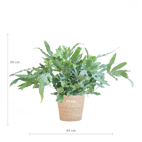 Livraison plante Phlebodium Aureum 'Blue Star' et son pot