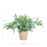 Livraison plante Phlebodium Aureum 'Blue Star' et son pot