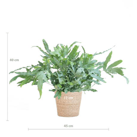 Livraison plante Phlebodium Aureum 'Blue Star' et son pot